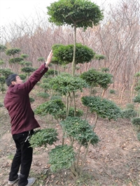 鄢陵县梦宇花木园供应优质风景树