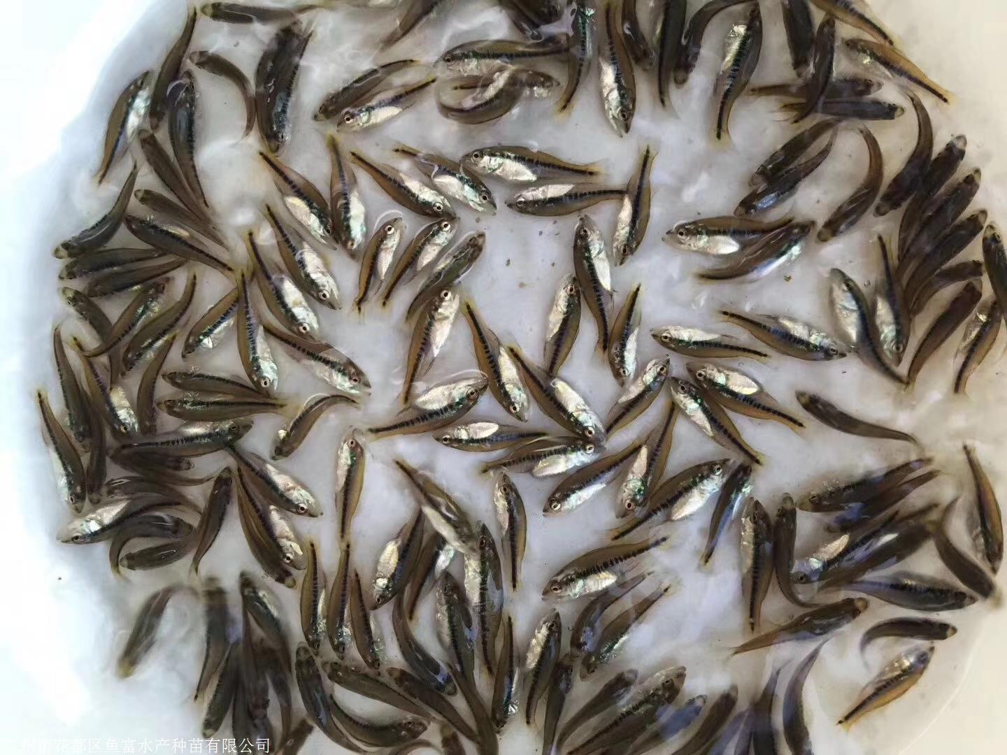 优质鲈鱼苗供应鲈鱼水花繁殖场品质优良