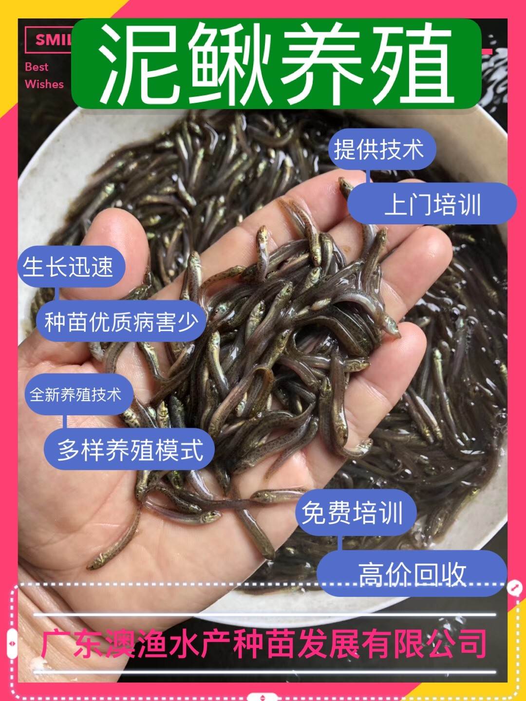 泥鳅苗价格小泥鳅台湾泥鳅澳渔水产厂家直销价格实惠