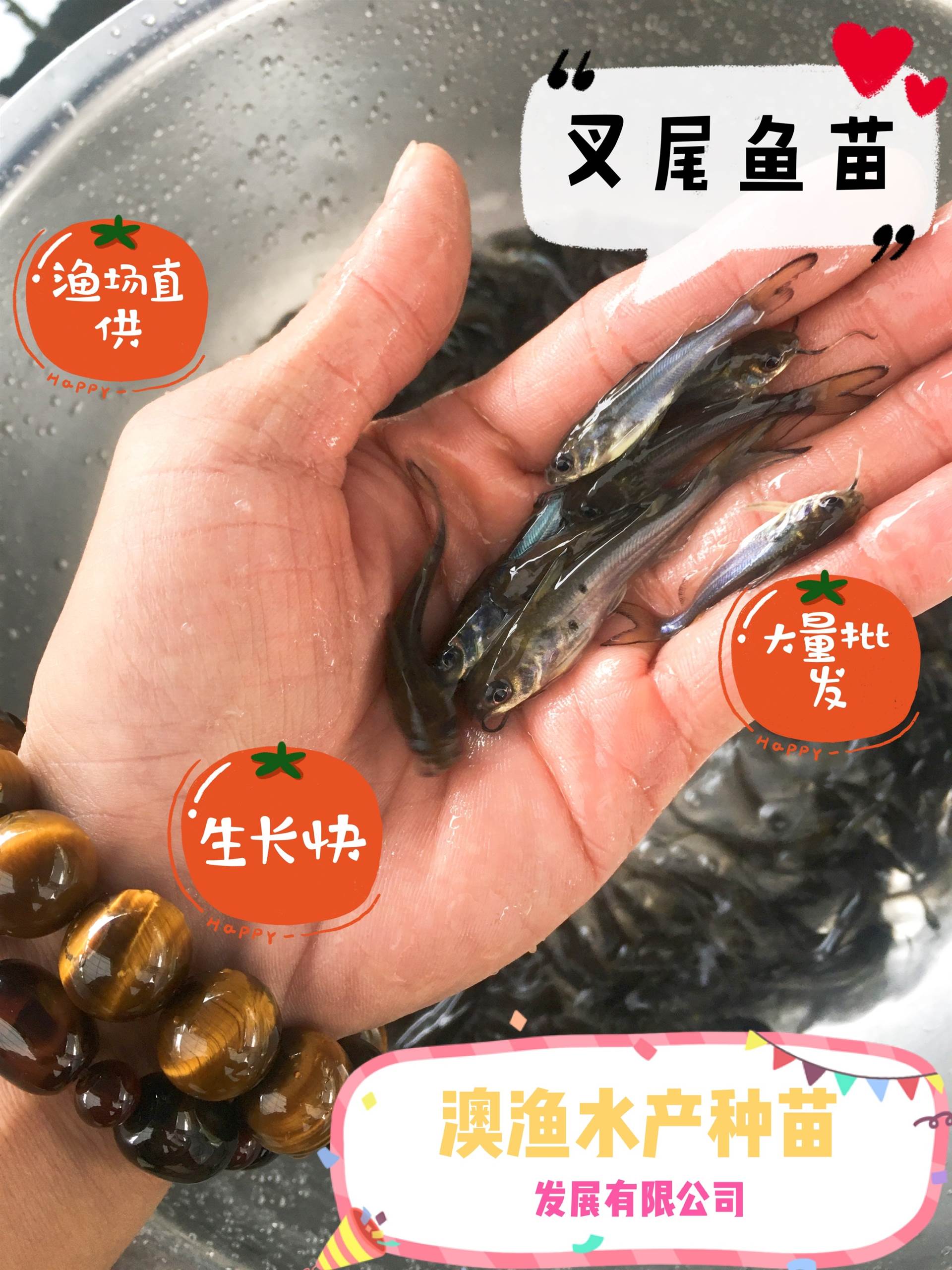 澳渔水产 美国斑点叉尾鮰鱼苗批发 叉尾鱼苗出售 鮰鱼苗批发价格