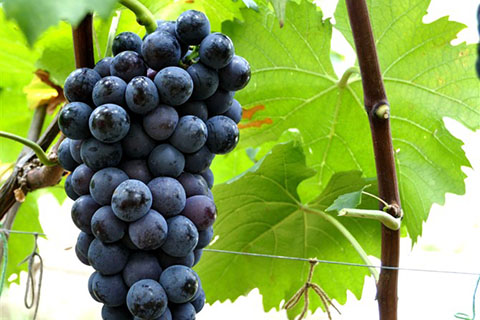 北京进口印尼葡萄报关报检流程