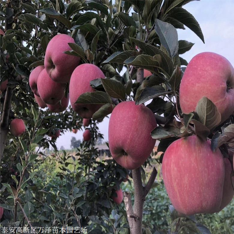 红将军苹果苗基地批发价格