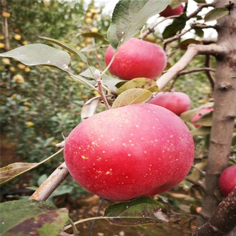 津轻苹果苗新品种价格