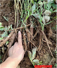 芍药种植技术栽培技术药美种植