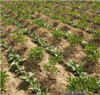 种植芍药需要什么手续芍药种植基地