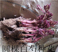 芍药苗怎么养护芍药花苗供应