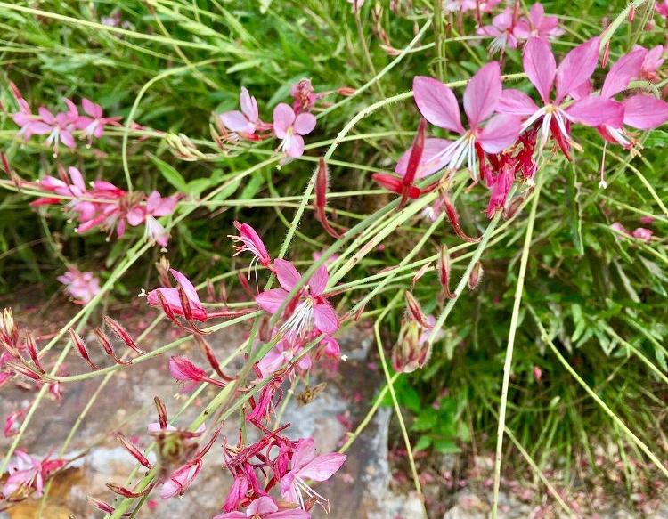 红花山桃草 红花山桃草基地 红花山桃草价格 红花山桃草苗