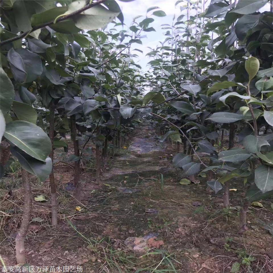 秋子梨树苗 秋子梨树苗产地