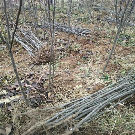 首页 苗木 果树苗木 梨树 青魁梨树苗价钱 青魁梨树苗价格  [ 更新