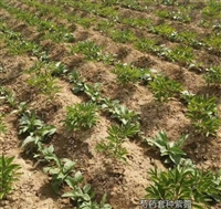 芍药苗出来了为什么死了芍药苗种植