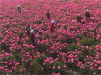 芍药花苗养几年才开花芍药苗种植