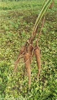 芍药根块带芽种植方法芍药花苗供应