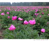 家里再穷也要养这3种花芍药苗