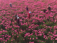 种植芍药前景如何芍药种植基地