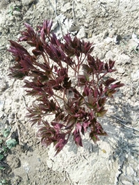 芍药根块带芽种植方法芍药苗价格