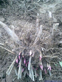 芍药苗什么时候移植好芍药种植基地