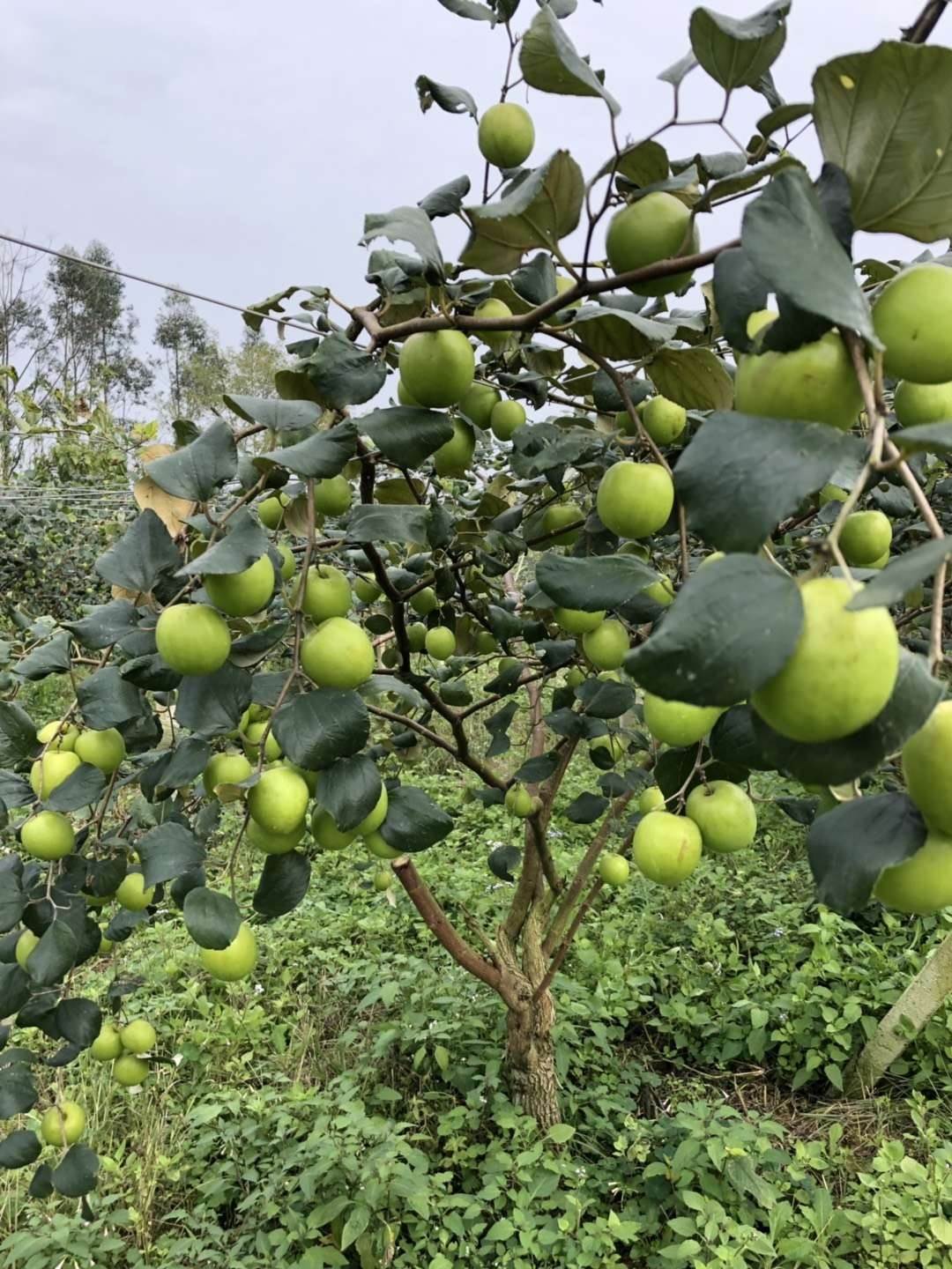 广西台湾大青枣苗基地新品种