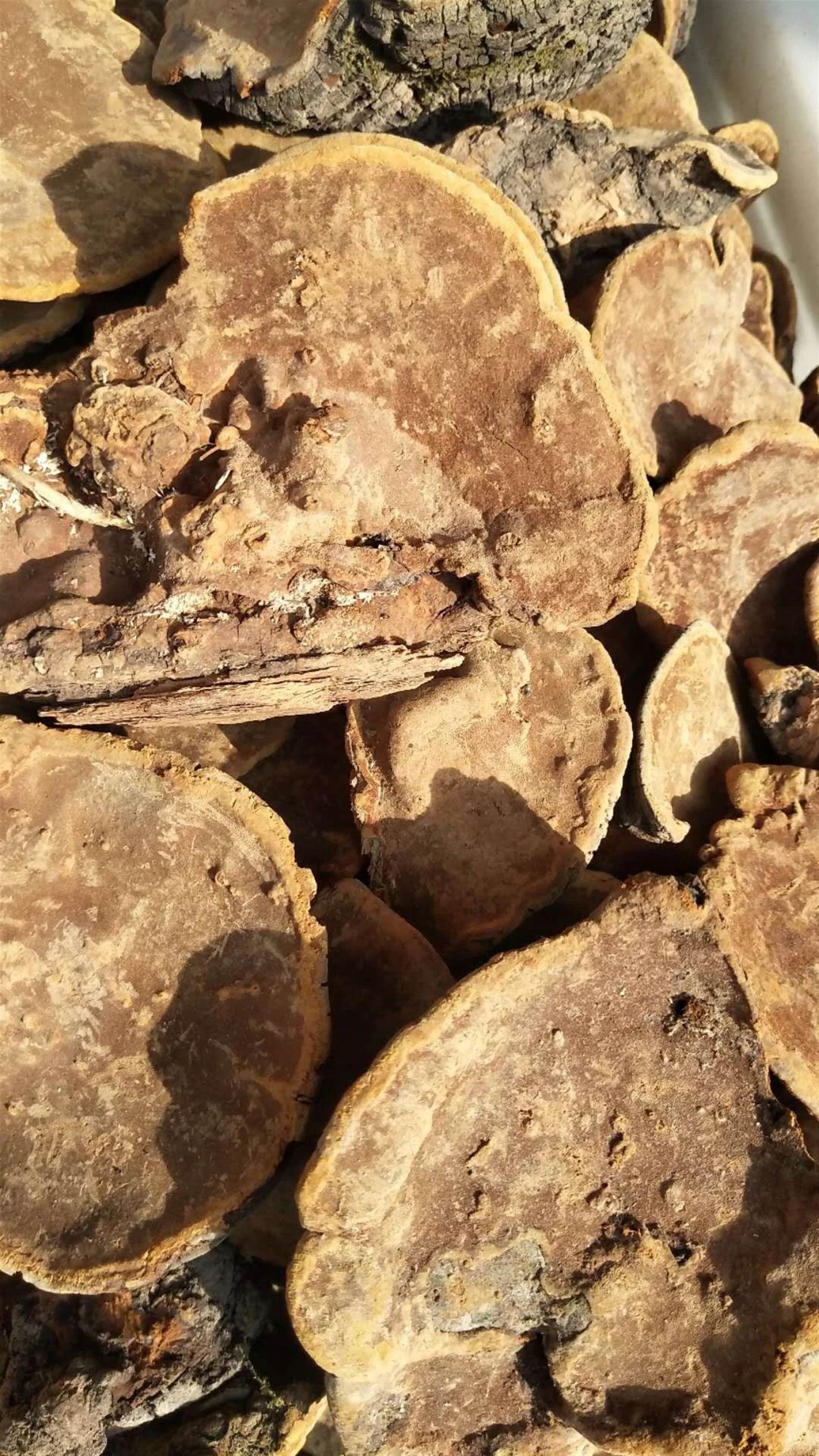 请问桑黄有什么药用价值桑黄的药用价值桑黄哪里有卖