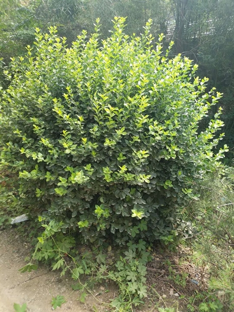 基地大量50120公分卫矛球卫茅苗小叶女贞球质优价廉