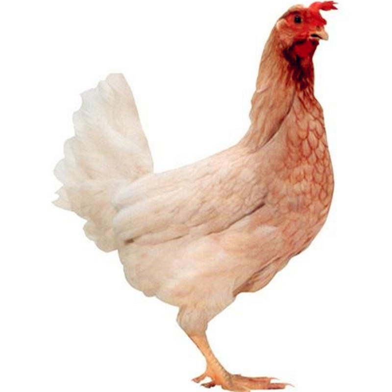 贵州七星关：蛋鸡智能饲养增效益