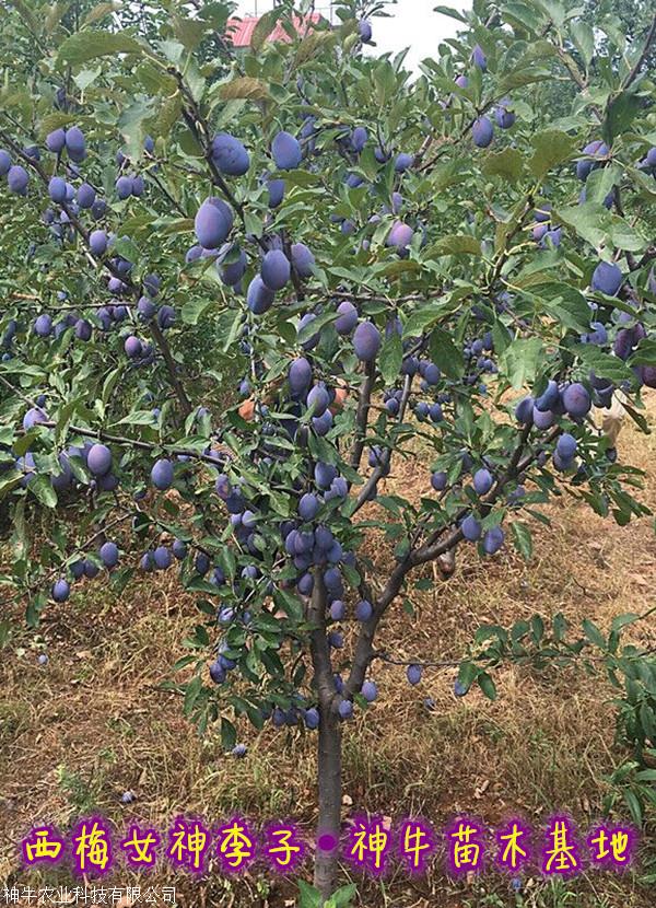 法兰西李子苗图文品种介绍