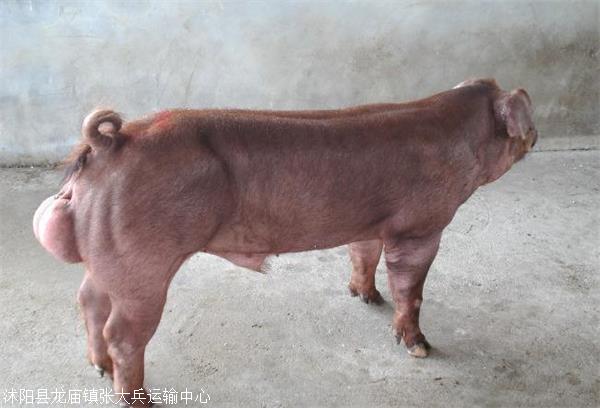 常见生猪品种概览