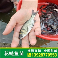 ，花鲢鱼苗供应， 苗养殖