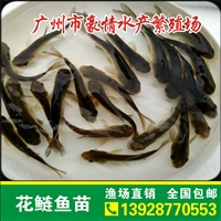 供应，苗 花鲢鱼苗 金苗大量出售