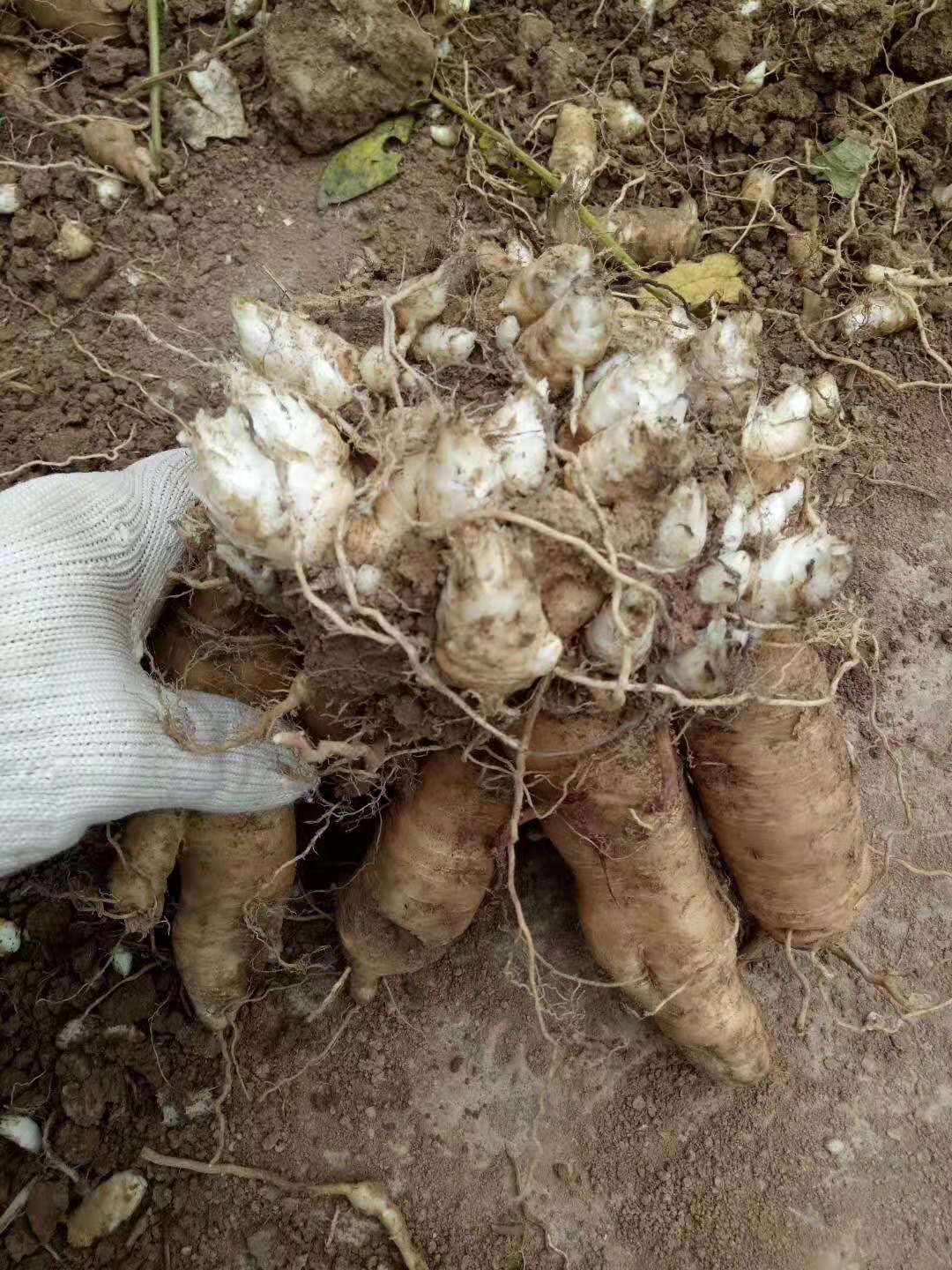 基地供应玄参芽玄参种苗签订回收合同