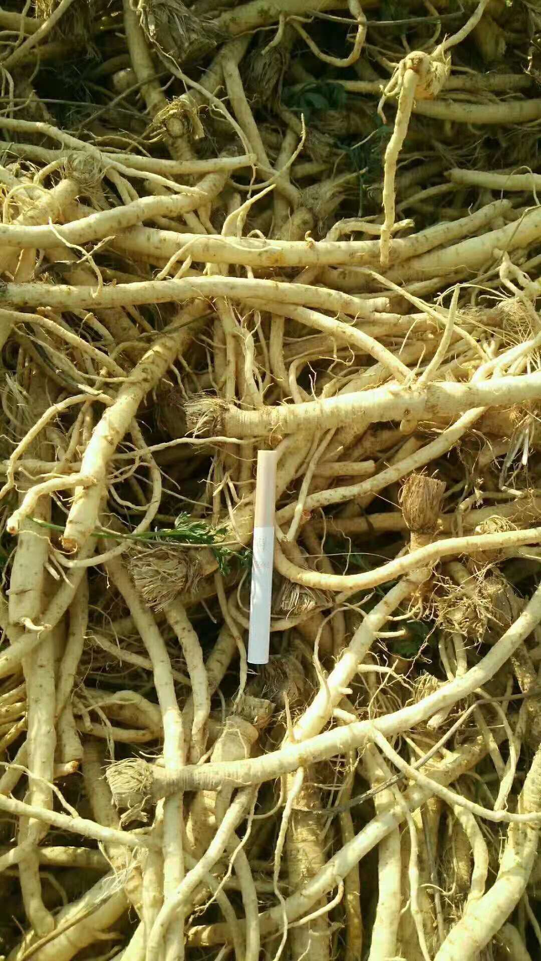 种植防风种子的注意事项种植一亩防风能卖多少钱