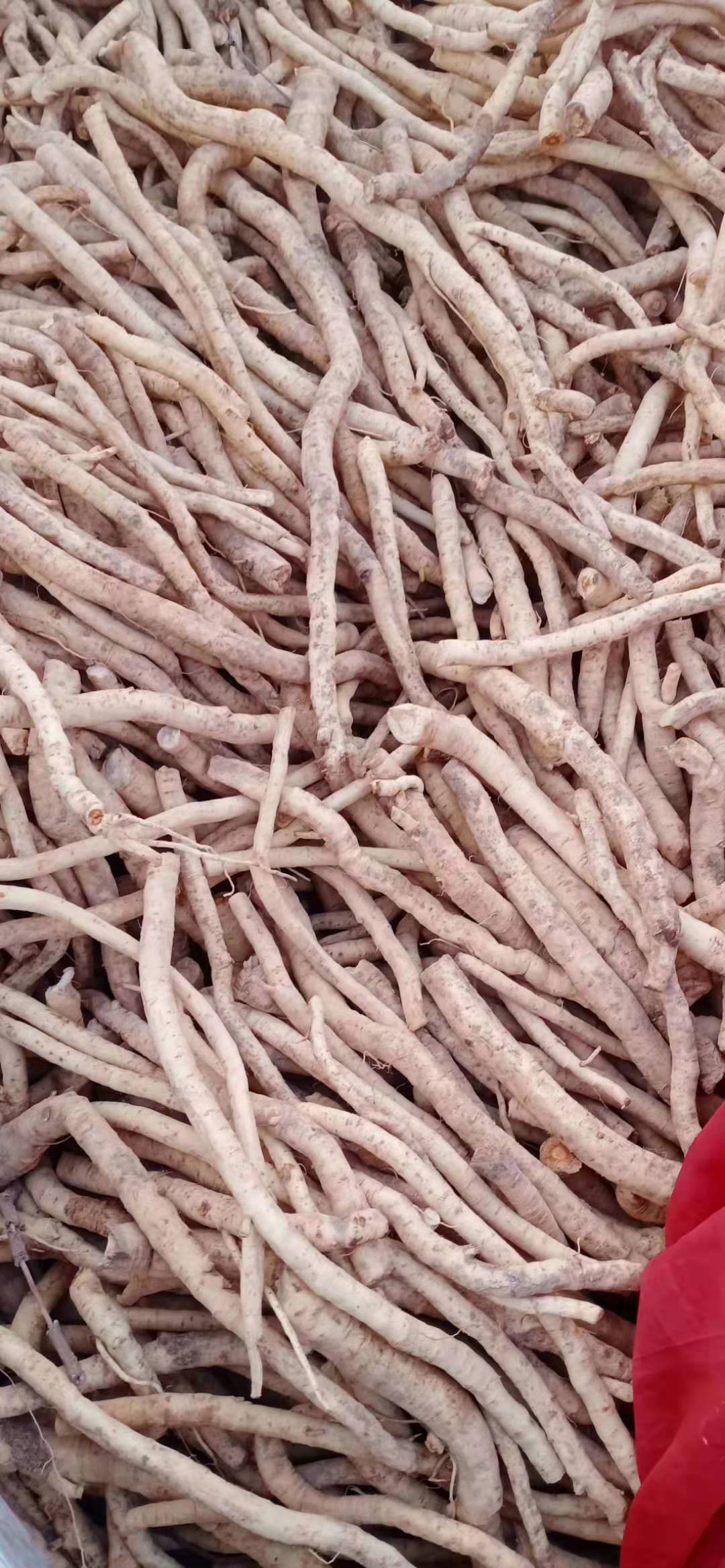 防风的种植技巧防风种子多少钱斤