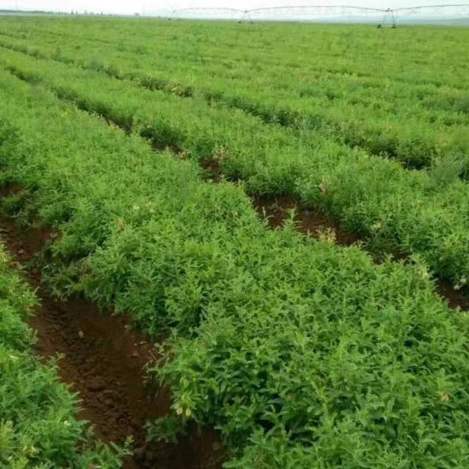 防风的种植时间防风种子的亩用量