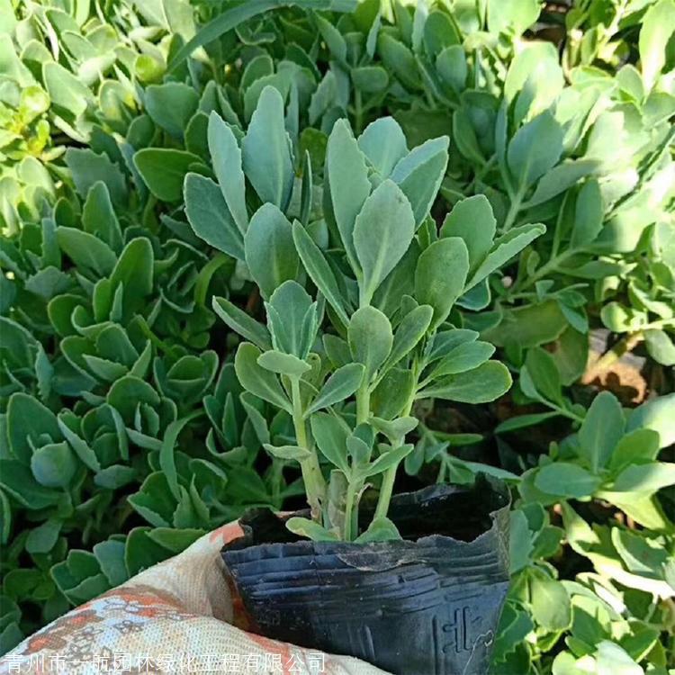 八宝景天盆苗八宝景天批发价格八宝景天工程苗