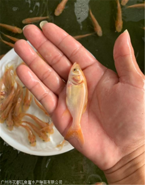 广东金大头鱼苗多少钱一条
