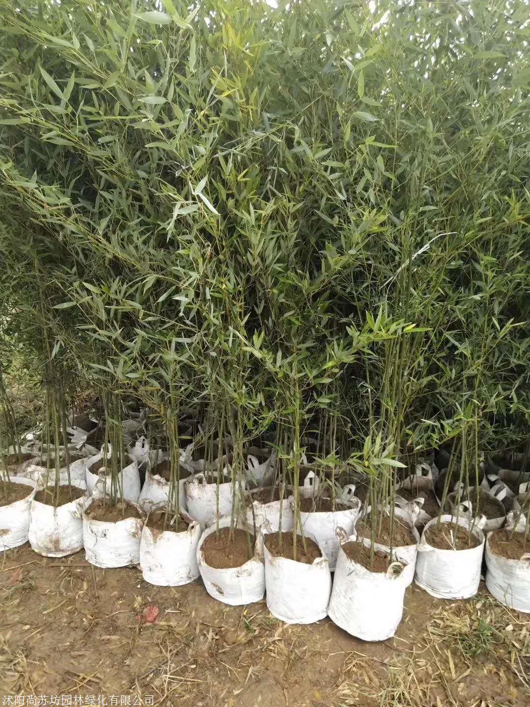 基地直供15公分早园竹钢竹竹子价格