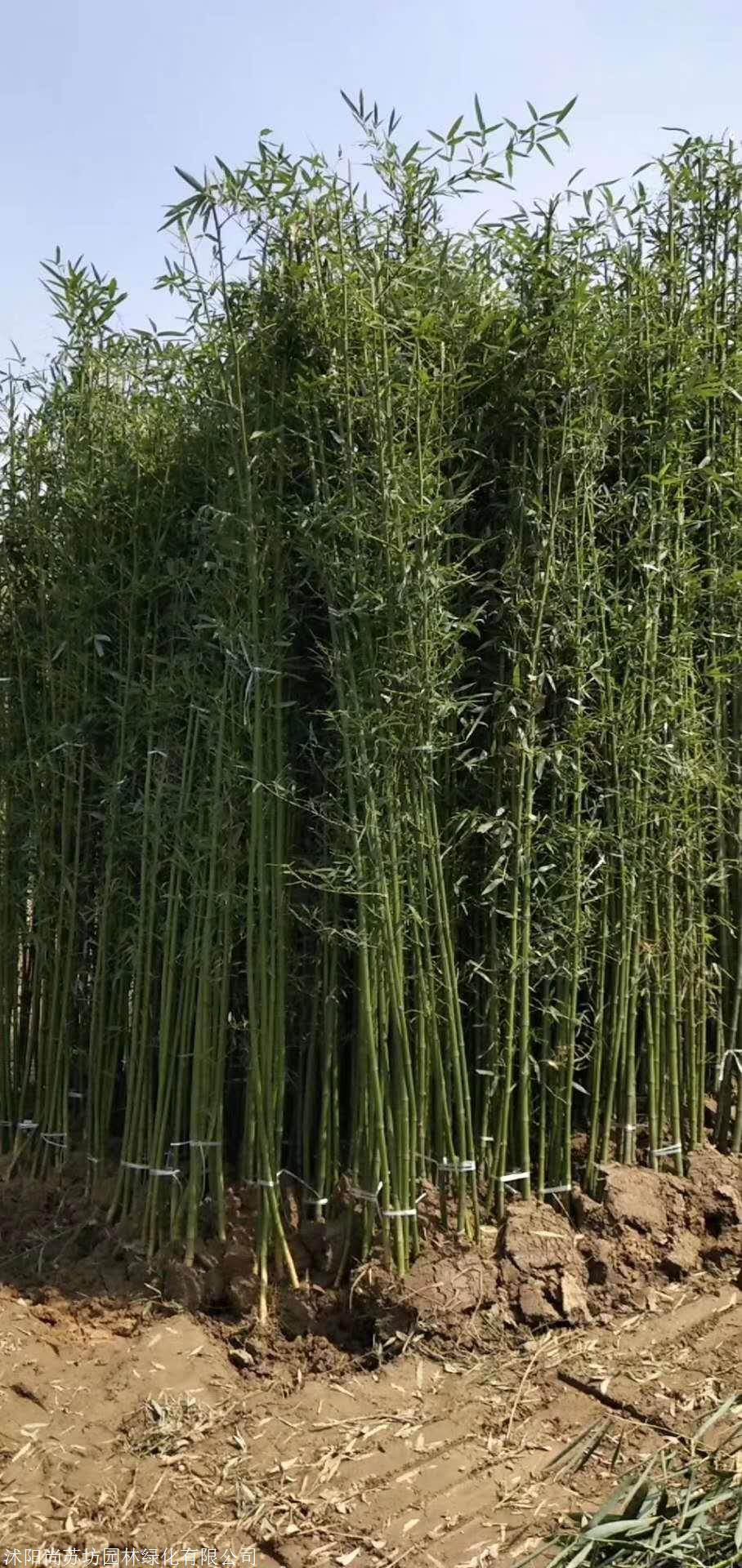 基地直供15公分早园竹钢竹竹子价格