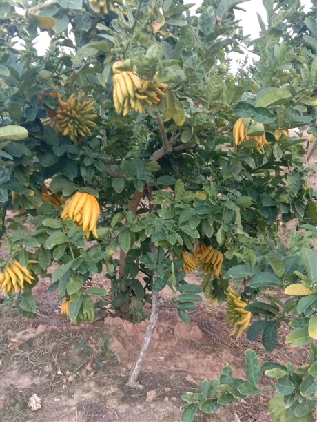 川佛手苗 新鲜佛手泡水喝的功效