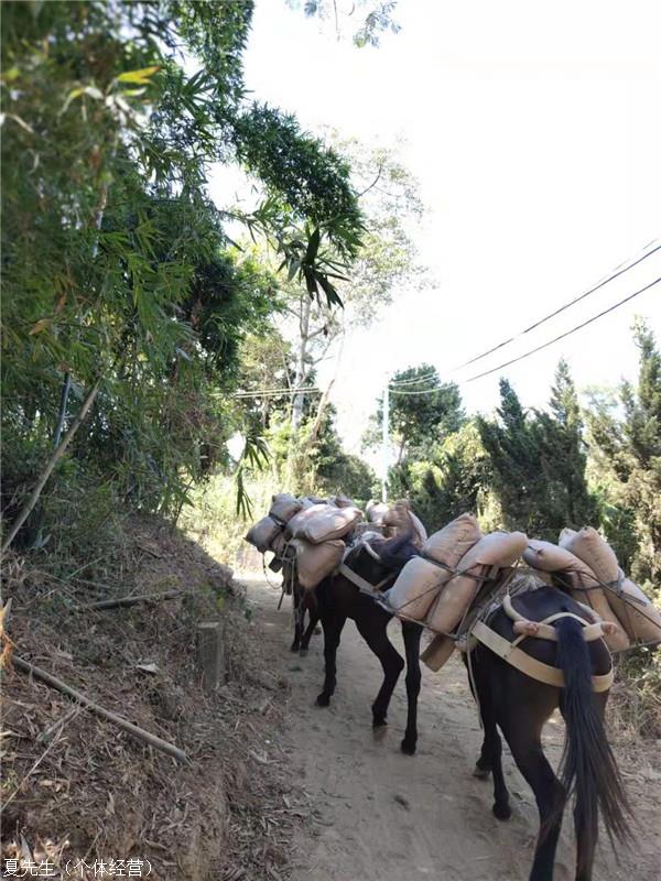 茂名馬隊運輸隊馬幫運輸電網塔基材料