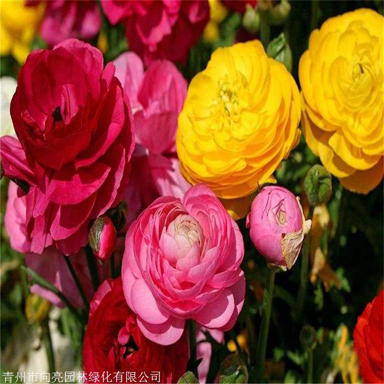 芹叶牡丹苗向亮园林芹叶牡丹价格花语就是受欢迎