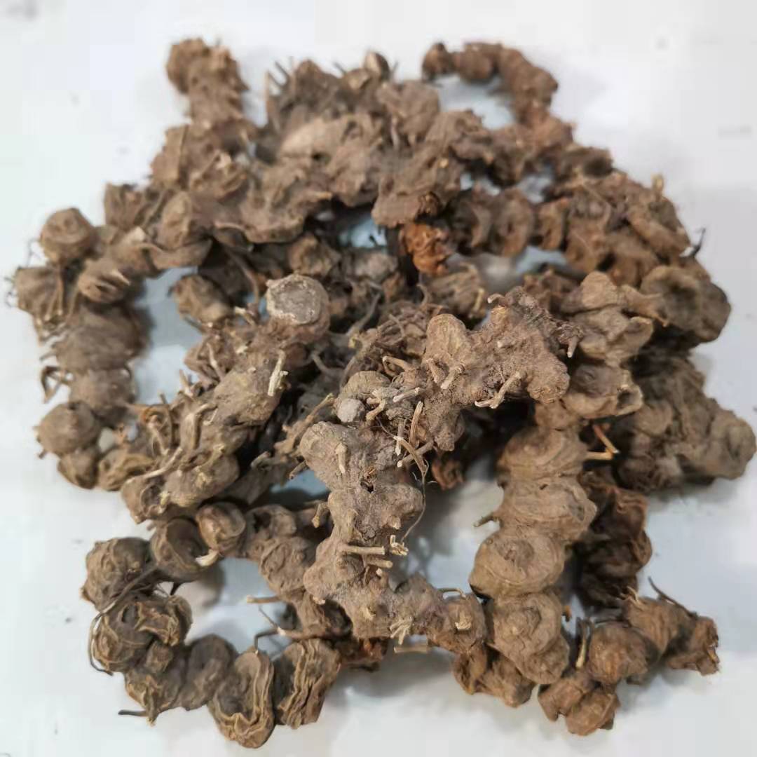 八角金盘价格八角金盘产地供应