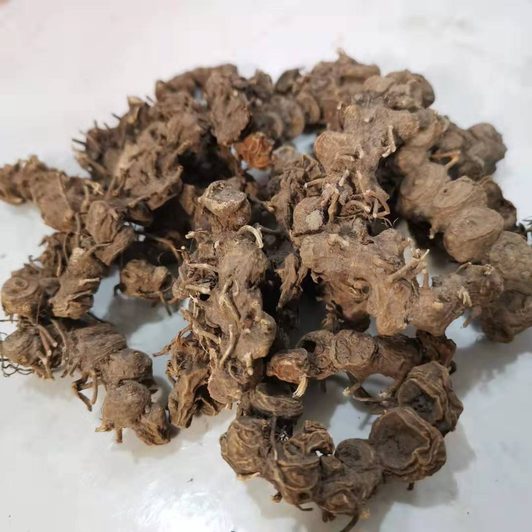 八角金盘价格八角金盘产地供应