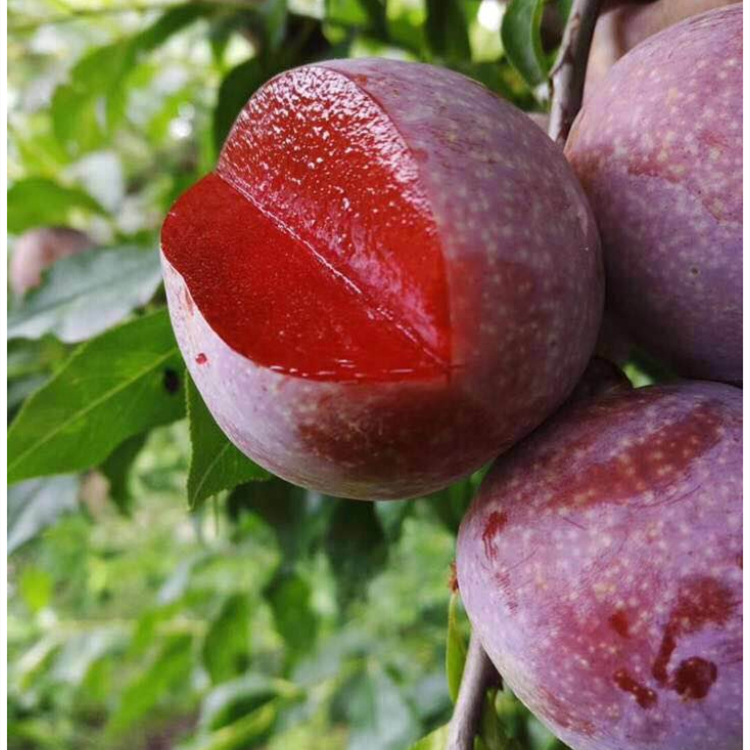 新品种云开一号三华李苗