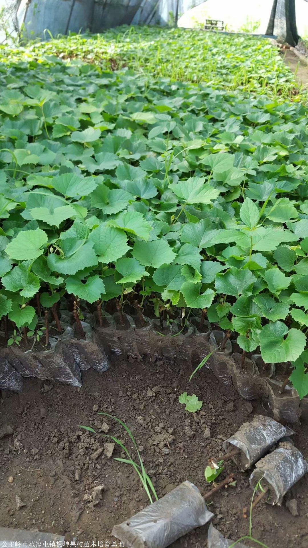 吉林山葡萄苗建园小苗出售贝达葡萄苗24年占地苗