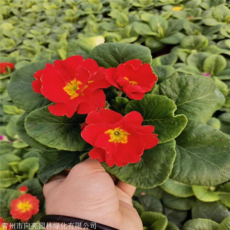 精品报春花供应 小苗大量供应 具有很高的观赏价值