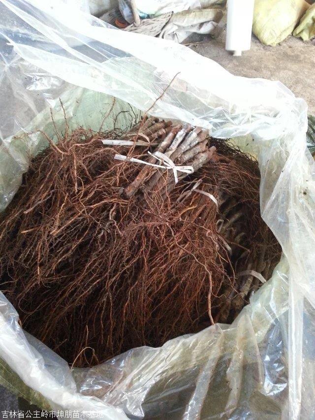 吉林着色香葡萄苗 建园小苗出售 辽宁茉莉香葡萄苗 批发价格