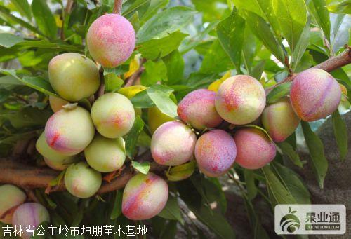 吉胜李子苗建园小苗吉林李子苗153公分吉胜桃李苗