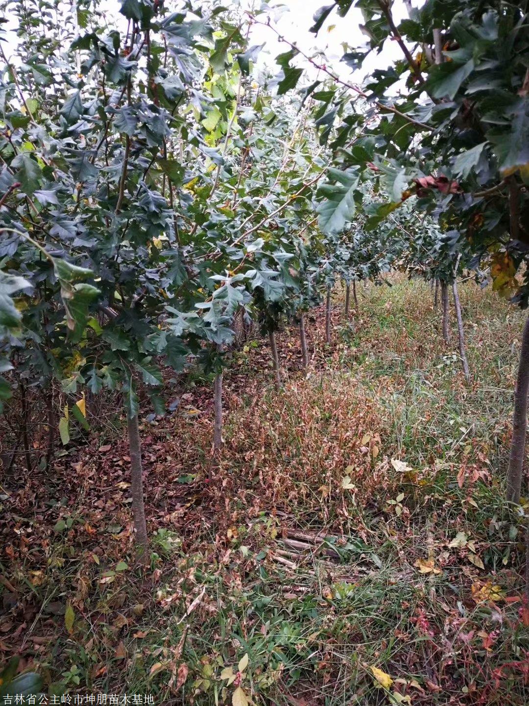 内蒙龙丰果树苗 建园小苗出售赤峰1.5-3公分龙丰苹果树苗