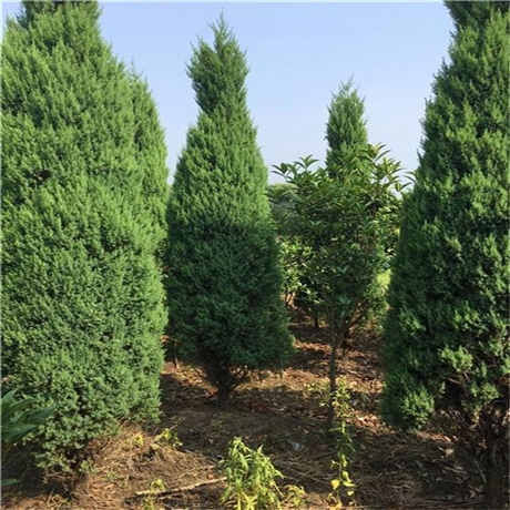 苗场直销河南桧 桧柏苗 四季常青树冠美观