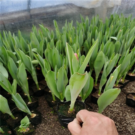 优质花苗郁金香批发多年生草本植物世界有名的球根花卉