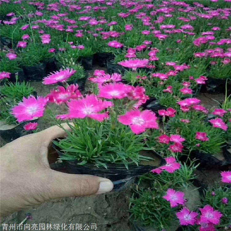 质量好的 欧石竹苗 一个原生种 基生叶似草状丛生